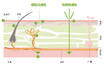 透皮技(jì )術的應用(yòng)